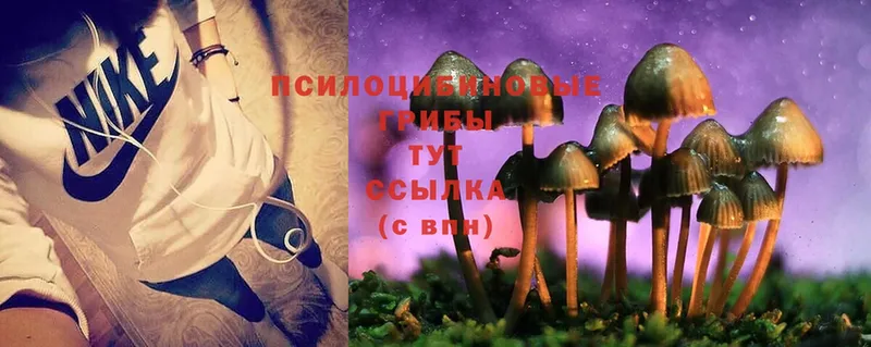 купить наркоту  Красный Сулин  Галлюциногенные грибы Psilocybe 